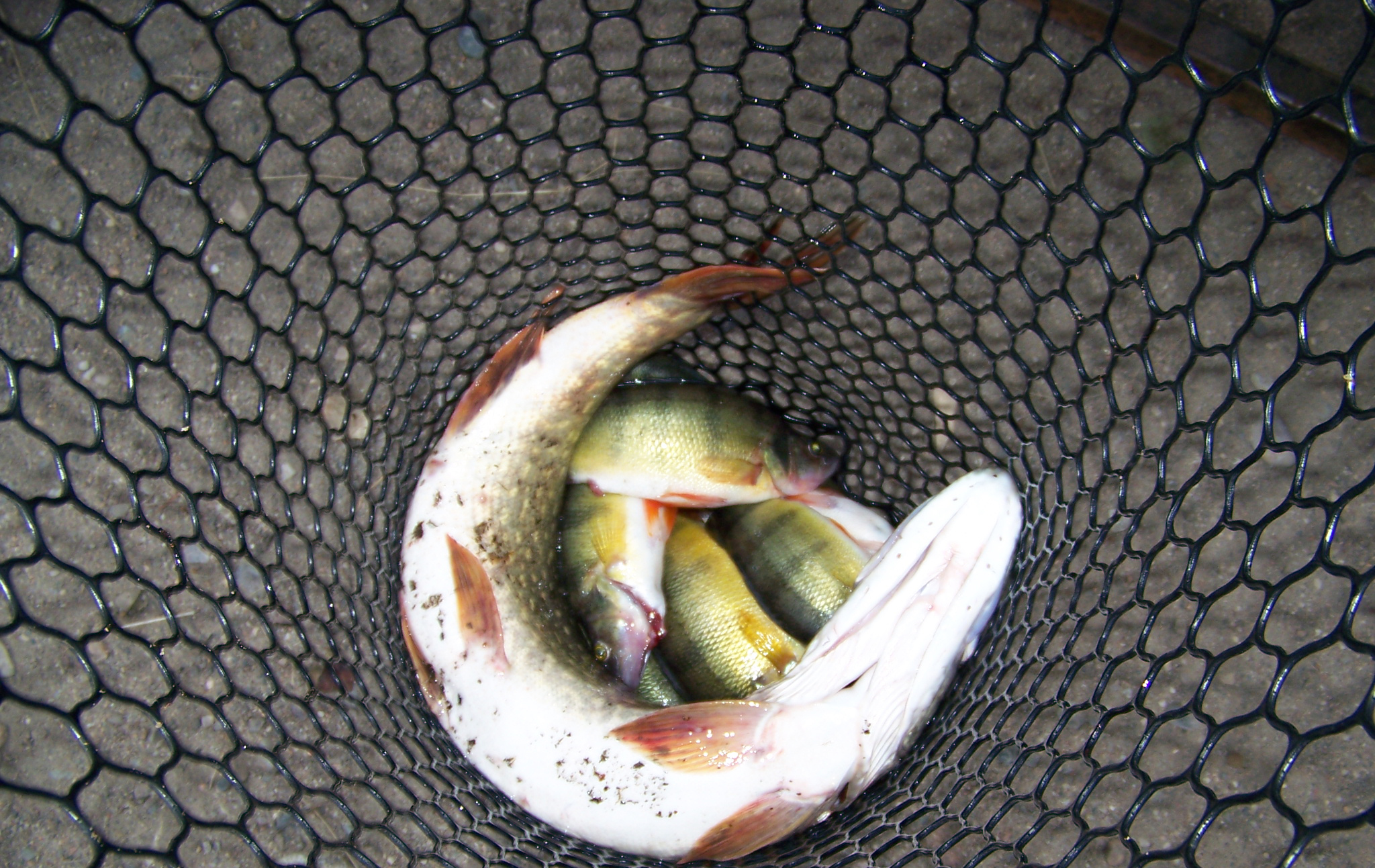dinner