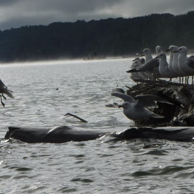 seagulls