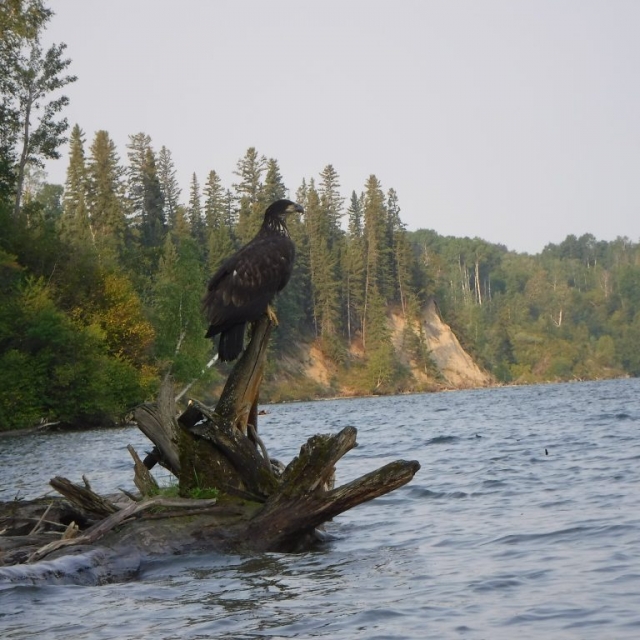 young eagle