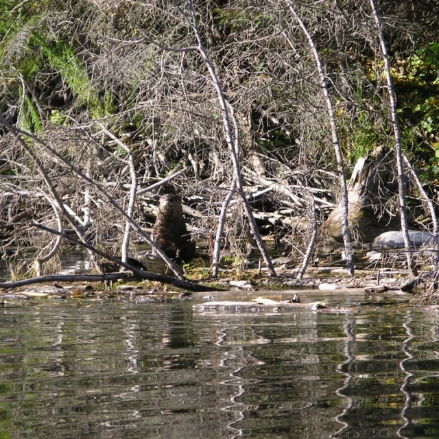 otter
