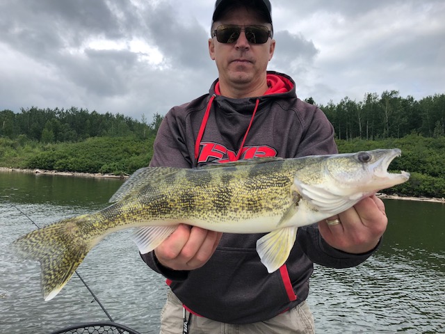 sauger