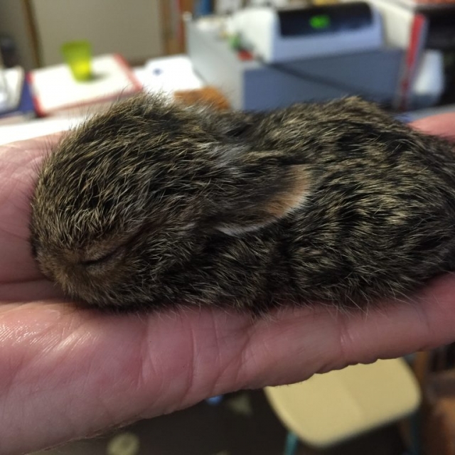 baby bunny