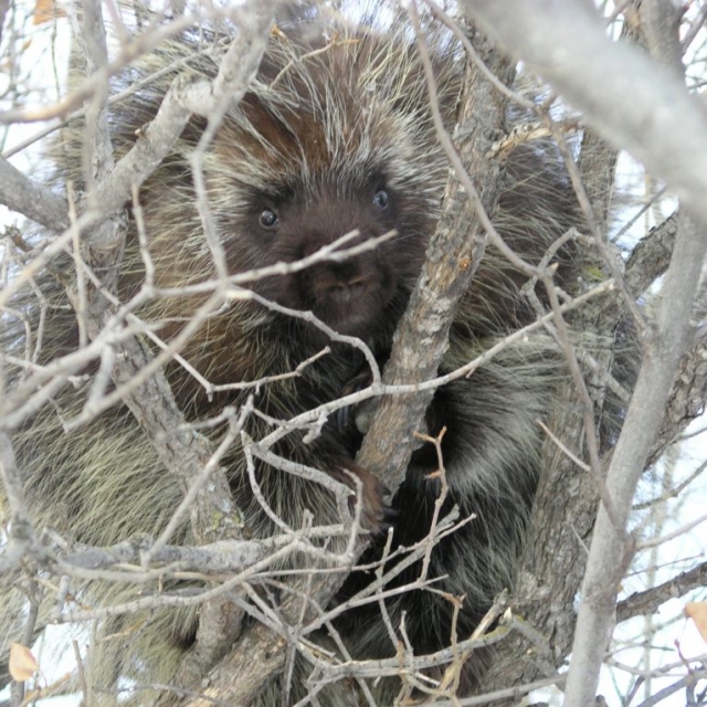 porcupine