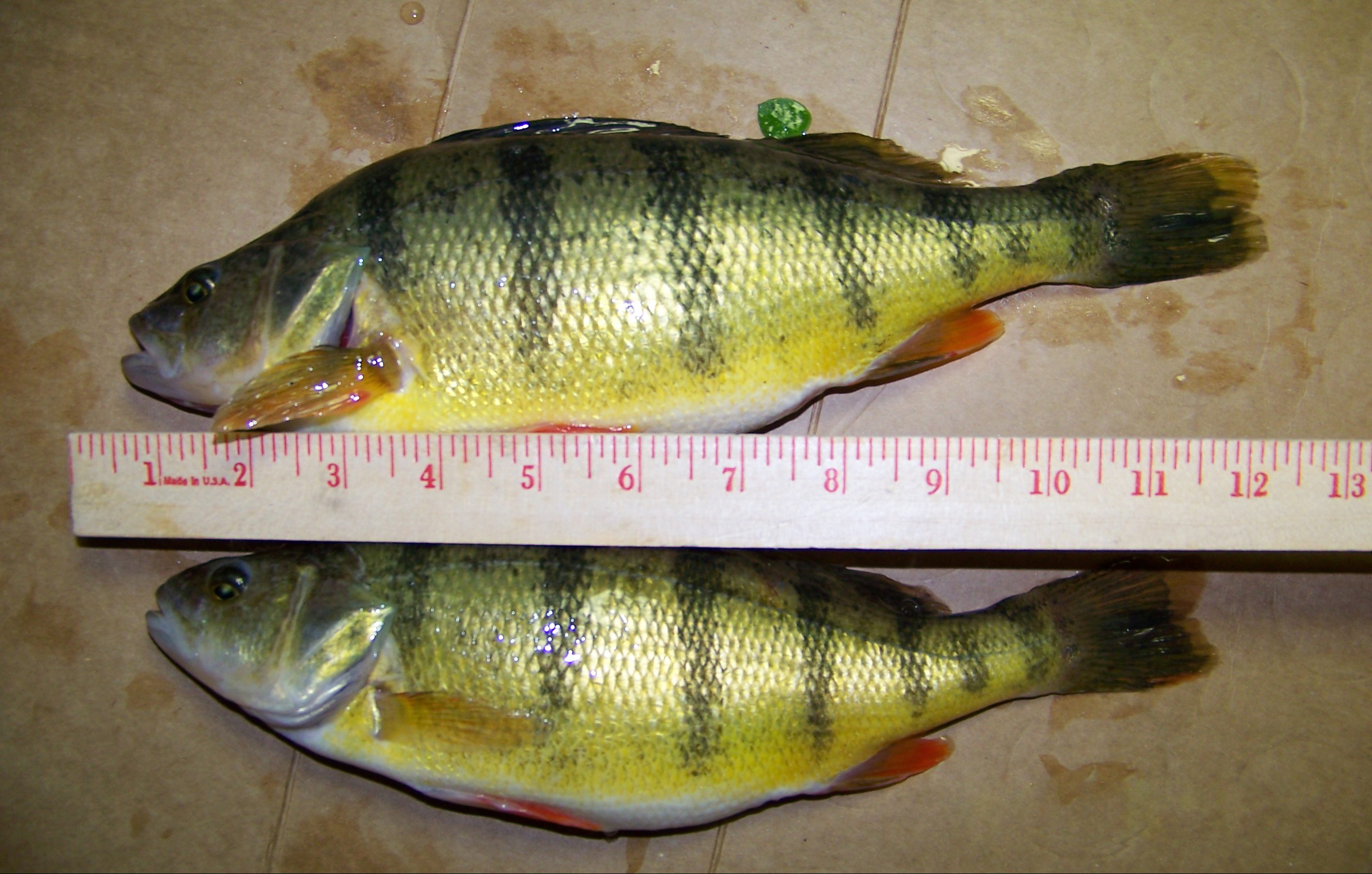 perch